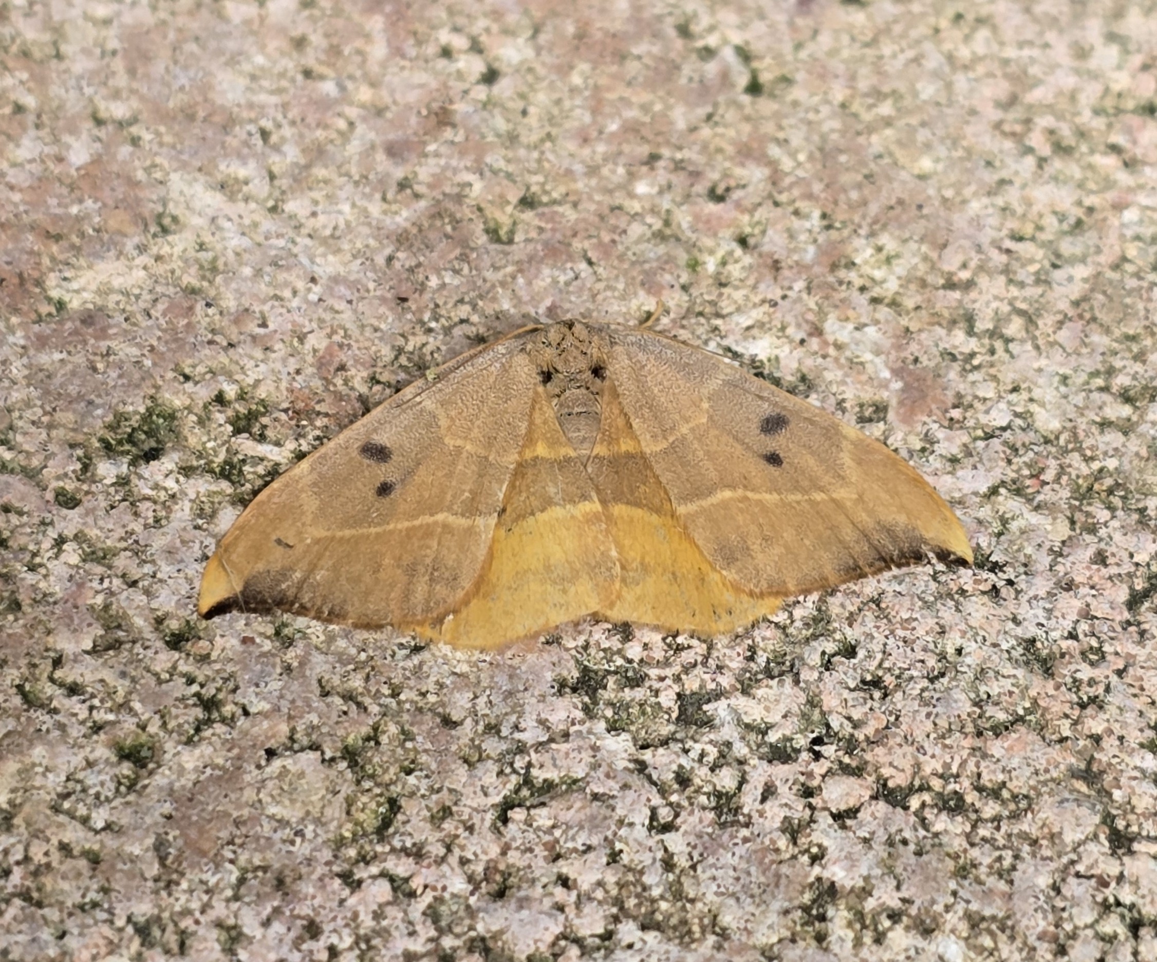 Photo of Oak Hook-tip (Watsonalla binaria)
